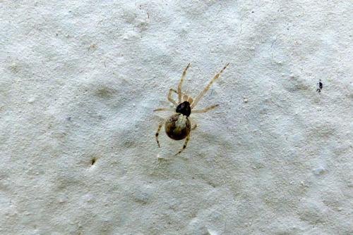 Theridion sp.